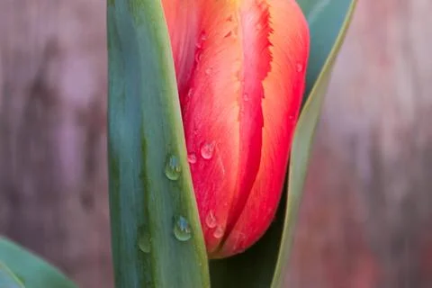 Beautiful spring flower composition. Stock Photos
