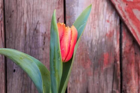 Beautiful spring flower composition. Stock Photos