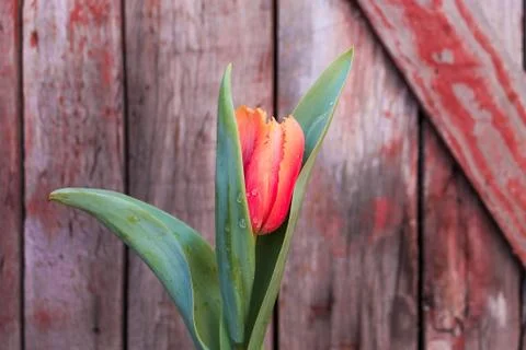 Beautiful spring flower composition. Stock Photos