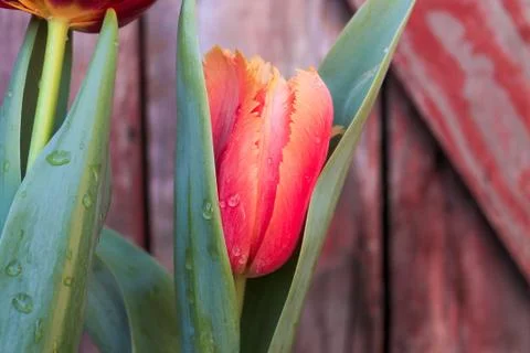 Beautiful spring flower composition. Stock Photos