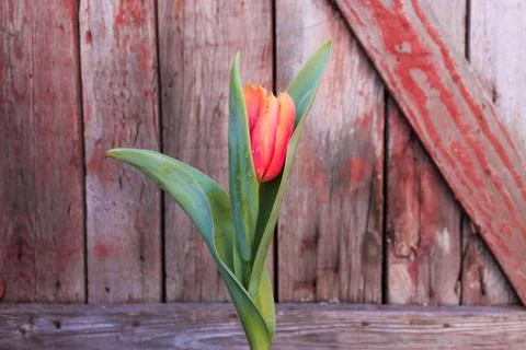 Beautiful spring flower composition. Stock Photos