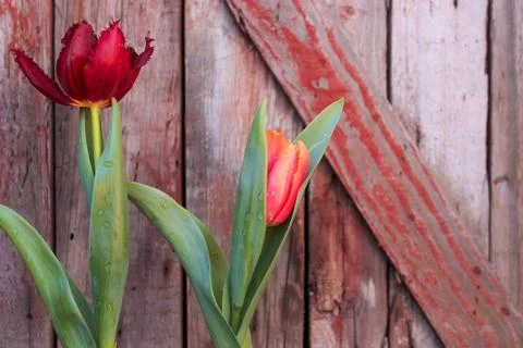 Beautiful spring flower composition. Stock Photos