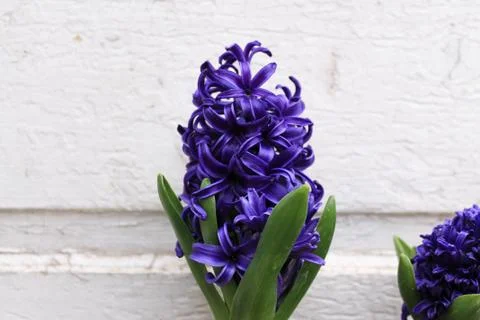 Beautiful spring flower composition.  Stock Photos