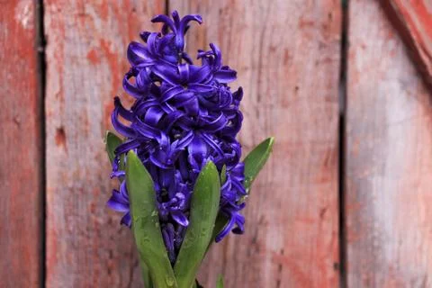 Beautiful spring flower composition.  Stock Photos