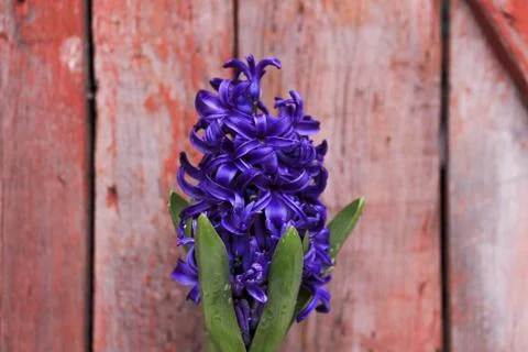 Beautiful spring flower composition.  Stock Photos