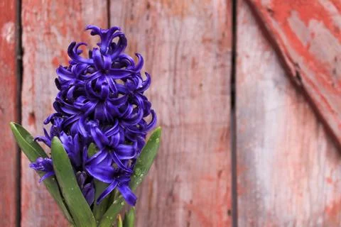 Beautiful spring flower composition.  Stock Photos