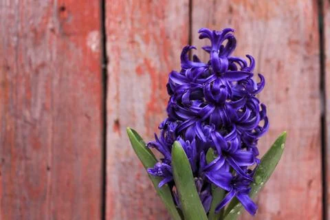 Beautiful spring flower composition.  Stock Photos