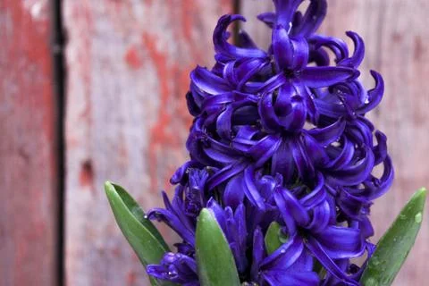 Beautiful spring flower composition.  Stock Photos