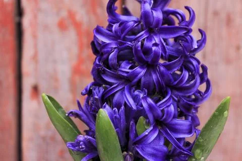 Beautiful spring flower composition.  Stock Photos