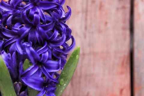 Beautiful spring flower composition.  Stock Photos