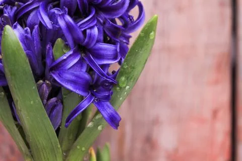 Beautiful spring flower composition.  Stock Photos