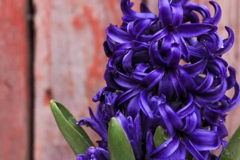 Beautiful spring flower composition.  Stock Photos