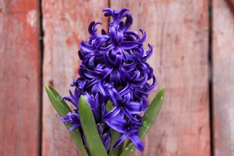 Beautiful spring flower composition.  Stock Photos