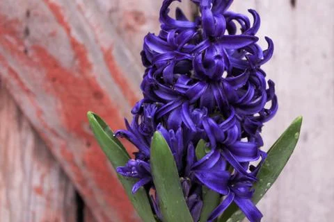 Beautiful spring flower composition.  Stock Photos