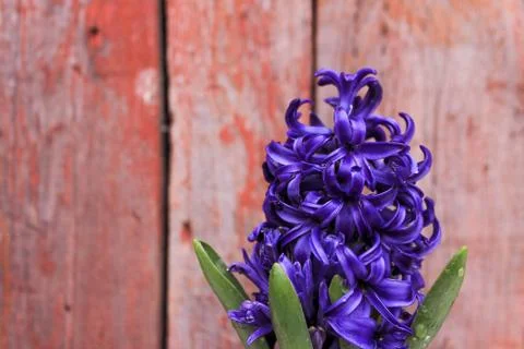 Beautiful spring flower composition.  Stock Photos