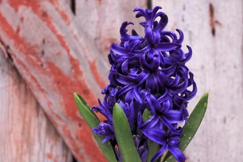 Beautiful spring flower composition.  Stock Photos