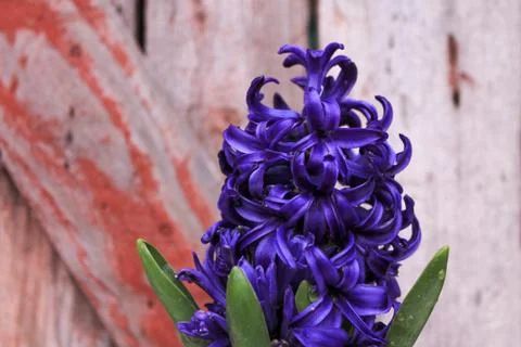 Beautiful spring flower composition.  Stock Photos