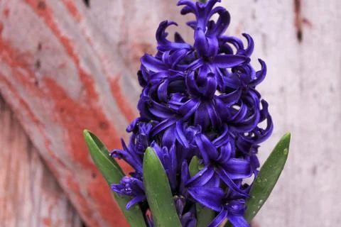 Beautiful spring flower composition.  Stock Photos