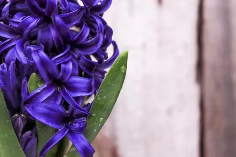 Beautiful spring flower composition.  Stock Photos