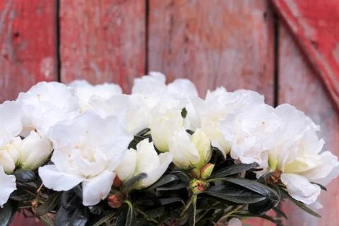 Beautiful spring flower composition.  Stock Photos