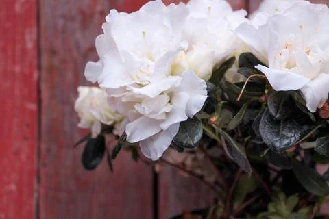 Beautiful spring flower composition.  Stock Photos