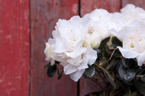 Beautiful spring flower composition.  Stock Photos