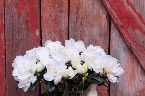 Beautiful spring flower composition.  Stock Photos