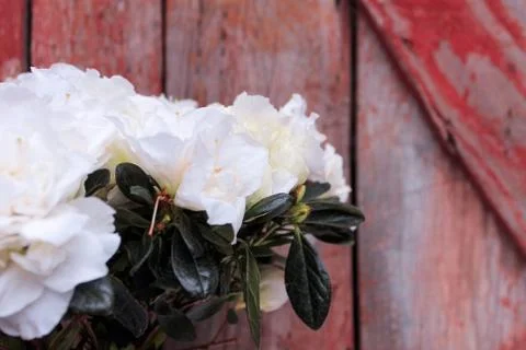 Beautiful spring flower composition.  Stock Photos