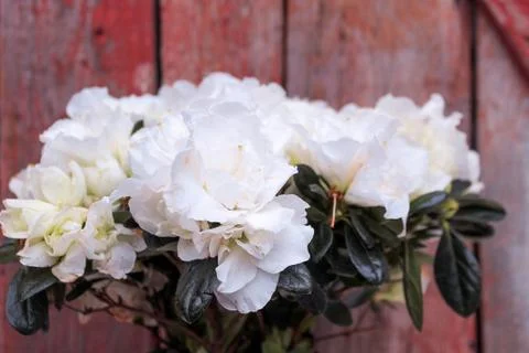 Beautiful spring flower composition.  Stock Photos