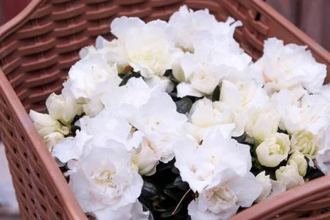 Beautiful spring flower composition.  Stock Photos