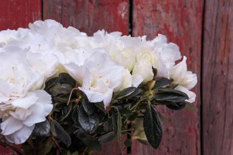 Beautiful spring flower composition.  Stock Photos