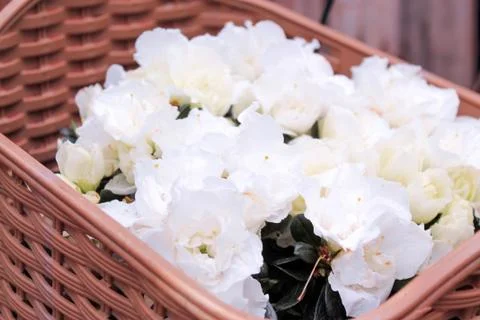 Beautiful spring flower composition.  Stock Photos