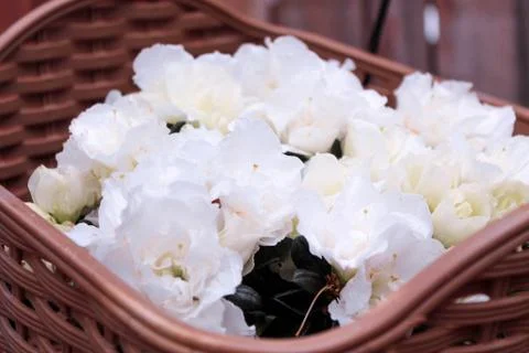 Beautiful spring flower composition.  Stock Photos