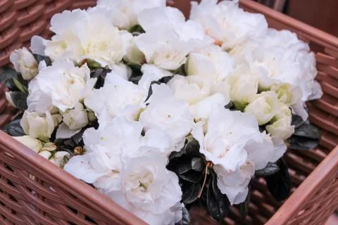 Beautiful spring flower composition.  Foto stock
