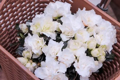 Beautiful spring flower composition.  Stock Photos