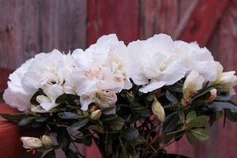 Beautiful spring flower composition.  Stock Photos