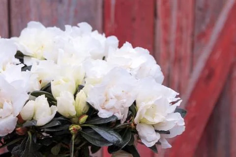 Beautiful spring flower composition.  Stock Photos