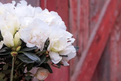 Beautiful spring flower composition.  Stock Photos