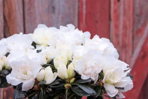 Beautiful spring flower composition.  Stock Photos