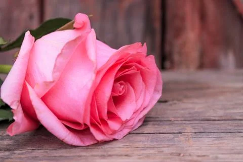 Beautiful spring flower composition.  Stock Photos