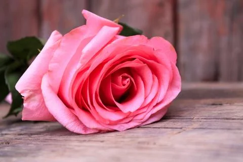 Beautiful spring flower composition.  Stock Photos