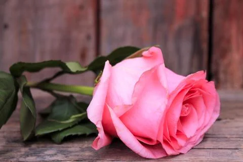 Beautiful spring flower composition.  Stock Photos