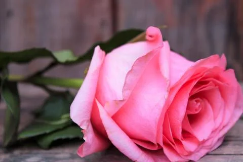 Beautiful spring flower composition.  Stock Photos