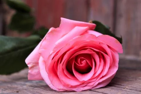 Beautiful spring flower composition.  Stock Photos