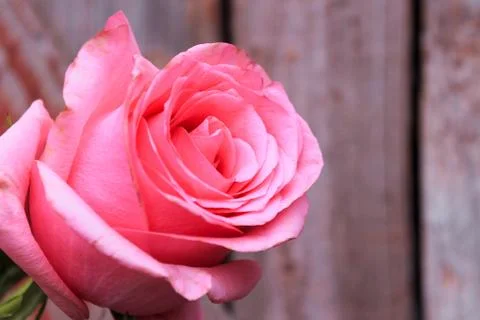 Beautiful spring flower composition.  Stock Photos