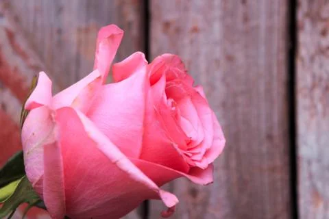 Beautiful spring flower composition.  Stock Photos