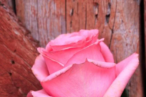 Beautiful spring flower composition.  Foto stock