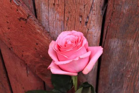 Beautiful spring flower composition.  Stock Photos