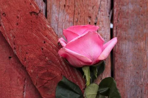 Beautiful spring flower composition.  Stock Photos