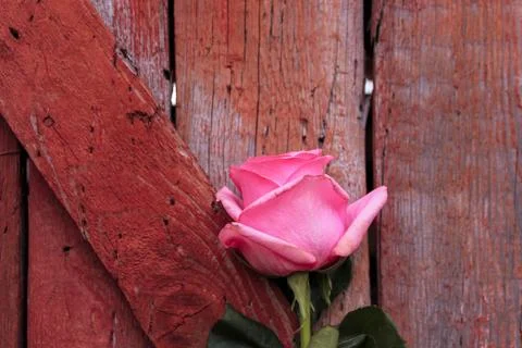 Beautiful spring flower composition.  Stock Photos